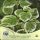  Kletterhortensie. WAS SIE WOLLEN. Hydrangea anomala