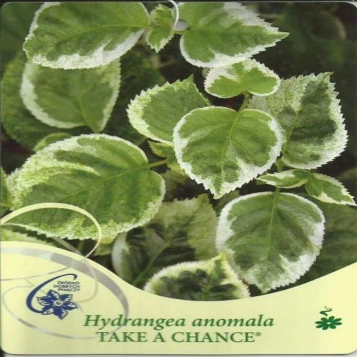  Kletterhortensie. WAS SIE WOLLEN. Hydrangea anomala