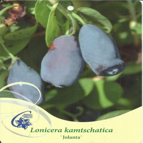  Heidelbeeren und Heidelbeeren Haskap-Beere JOLANTA-Sämling in einem 2-3l-Behälter 15-25 cm