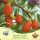  Goji-Beere NEU GROSSE Lycium barbarum