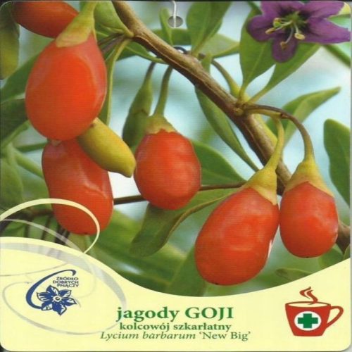  Goji-Beere NEU GROSSE Lycium barbarum