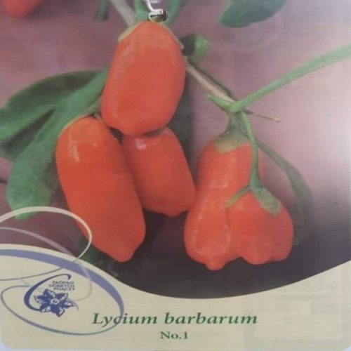  Goji-Beere Nr. 1 Lycium barbarum