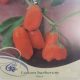  Goji-Beere Nr. 1 Lycium barbarum