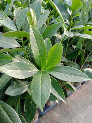  Kirschlorbeer Caucasica, Blumentopf P9, immergrün, für eine schöne Hecke, 90-120 cm!