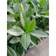  Kirschlorbeer Caucasica, Blumentopf P9, immergrün, für eine schöne Hecke, 90-120 cm!
