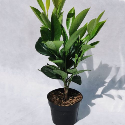  ÖSTLICHER KIRSCHLORBEER CAUCASICA – FÜR EINE HECKE, XL-SAAT 30-40 CM IM TOPF