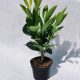  ÖSTLICHER KIRSCHLORBEER CAUCASICA – FÜR EINE HECKE, XL-SAAT 30-40 CM IM TOPF