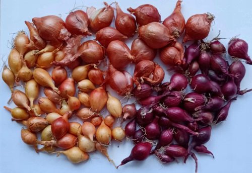  Frühlingszwiebel-Set, 3 x 0,5 kg, rot, gelb und Schnittlauch für Frühlingszwiebeln