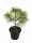  Himalaya-Kiefer PINUS GRIFFITHI in einem 2L-C2-Topf