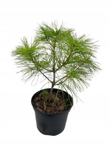  Himalaya-Kiefer PINUS GRIFFITHI in einem 2L-C2-Topf