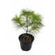  Himalaya-Kiefer PINUS GRIFFITHI in einem 2L-C2-Topf