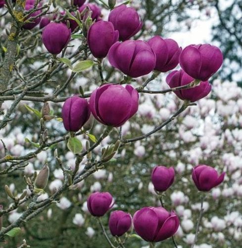  Magnolien- und Tulpenbaumsetzlinge im 2-3l-Behälter, 110-130 cm