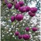  Magnolien- und Tulpenbaumsetzlinge im 2-3l-Behälter, 110-130 cm