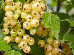  WEISSE Johannisbeeren vom JUTERBOG-Sämling im Behälter 1-2l 90-120 cm