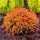  MINIATUR ORANGE PUFA~THUJA GOLDEN TUFFET Blumentopf C1,5 (1,5 Liter)