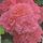  Rote Rose, rosa Sämling in einem 2-3l-Behälter