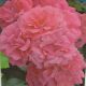  Rote Rose, rosa Sämling in einem 2-3l-Behälter