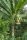 Ensete Glaucum Banane Schneebanane 5 Samen