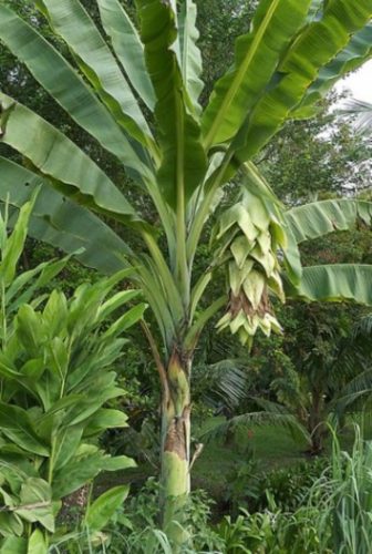 Ensete Glaucum Banane Schneebanane 5 Samen