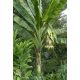  Ensete Glaucum Banane Schneebanane 5 Samen