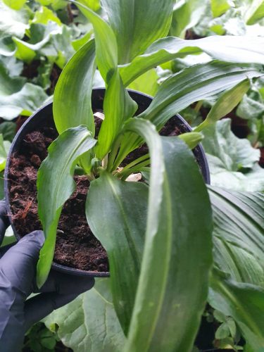  Bärenknoblauch, große Aussaat in einem grünen Topf, Kräuter für zu Hause
