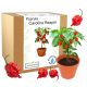 Set für den Anbau von Carolina Reaper HP22B roten Pfeffersamen – DER SPITTEST