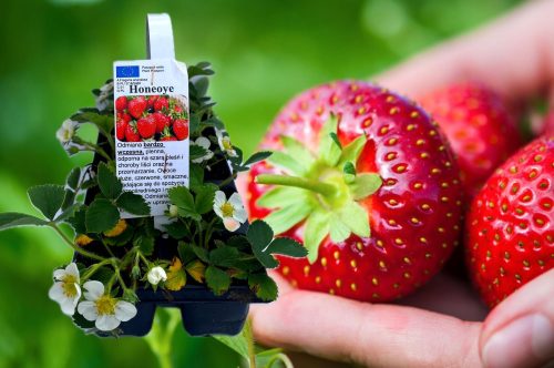  HONEOYE Walderdbeeren und Knollen/Zwiebeln/Rhizome in Sammelverpackung 5-10 cm