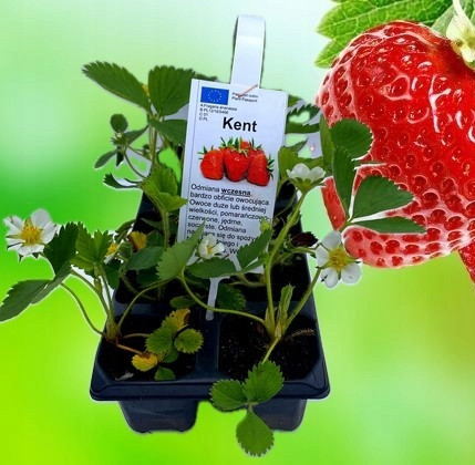  Walderdbeeren und Erdbeeren KENT Knollen/Zwiebeln/Rhizome in Sammelverpackung 5-10 cm