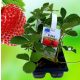  POLKA Walderdbeeren/Zwiebeln/Rhizome in Sammelverpackung 5-10 cm