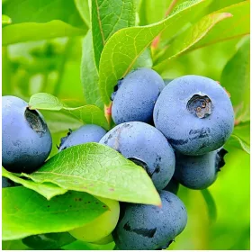    Blaubeer- und Bluegold-Blaubeer-Setzling im 2-3l-Behälter, 20-40 cm