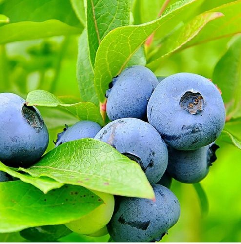  Blaubeer- und Bluegold-Blaubeer-Setzling im 2-3l-Behälter, 20-40 cm