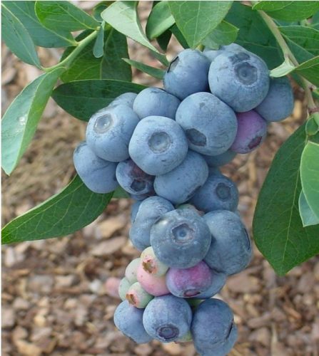  Blaubeeren und Heidelbeer-Setzlinge in einem 2-3-l-Behälter, 25-35 cm