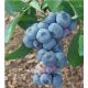  Blaubeeren und Heidelbeer-Setzlinge in einem 2-3-l-Behälter, 25-35 cm
