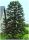  1000 Samen Frostbeständiger Araucaria Chilenischer Affenbaum (Araucaria Arauc