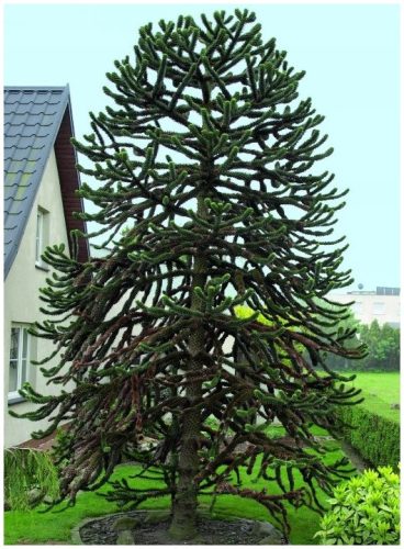  1000 Samen Frostbeständiger Araucaria Chilenischer Affenbaum (Araucaria Arauc