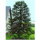  1000 Samen Frostbeständiger Araucaria Chilenischer Affenbaum (Araucaria Arauc