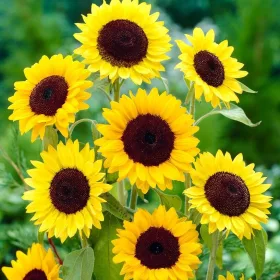  Henry Wilde Sonnenblumenkerne 1000 g