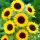  Henry Wilde Sonnenblumenkerne 1000 g