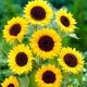  Henry Wilde Sonnenblumenkerne 1000 g