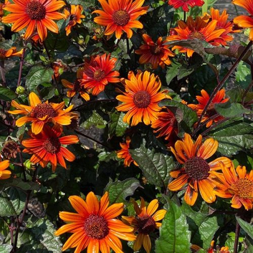  Sonnenblume „Fire Twister“, wurzelnackte Samen, Zierpflanzen für den privaten Gebrauch