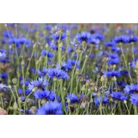  Kornblumensamen