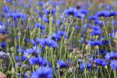  Kornblumensamen