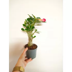  Obesum-Sämling in einem 0,5-1-Liter-Behälter