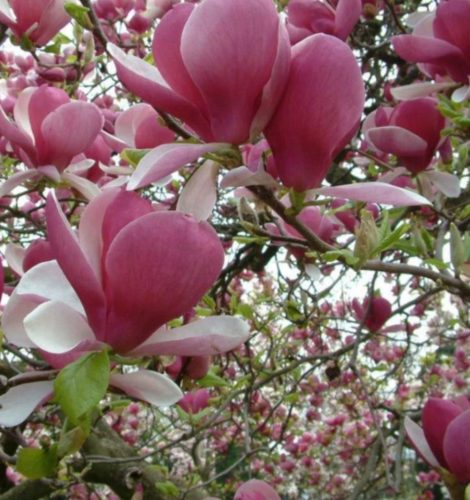  Magnolien und Tulpenbäume, Sämlinge im 3-5-Liter-Behälter, 70-140 cm