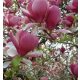  Magnolien und Tulpenbäume, Sämlinge im 3-5-Liter-Behälter, 70-140 cm
