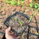  Funkia 'Blue Angel' IM TOPF P16, drei Jahre alt, gut verwurzelt (Hosta)
