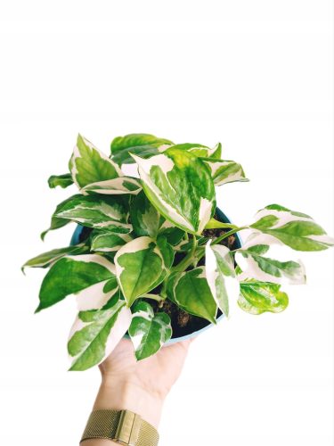  Epipremnum N' Joy-Sämling in einem 0,5-1-Liter-Behälter