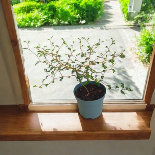  Sophora prostrata-Sämling im 0,5-Liter-Behälter