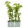  Kletterhortensie petiolaris Hortensie 40cm+ SET à 4 Stück