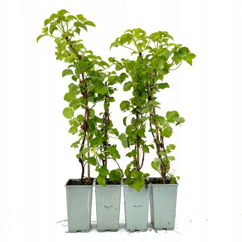  Kletterhortensie petiolaris Hortensie 40cm+ SET à 4 Stück
